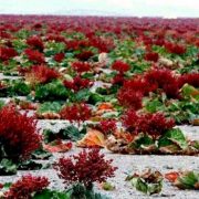 ۱۳۹۸۰۲۲۷۰۰۰۰۸۰_Test_PhotoI_1685607175_647853078870d718453e6292